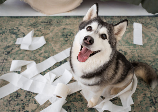 5 Common Mistakes Dog Owners Make (And How to Avoid Them)