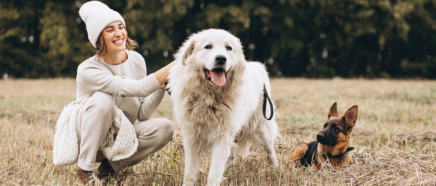 Dog Care Products