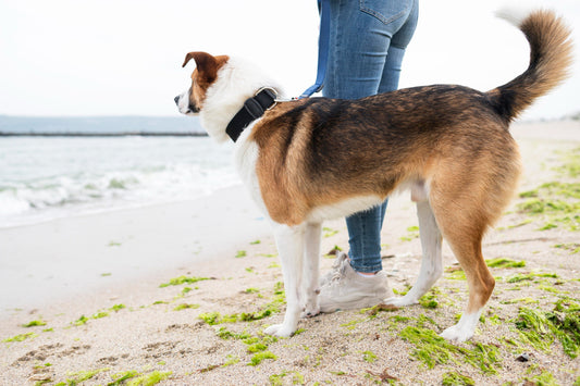 The Fascinating Science Behind Why Dogs Wag Their Tails - Experts Explain!