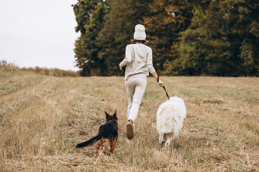 Beyond Fetch: The Benefits of Exercise for Dogs and Their Humans!