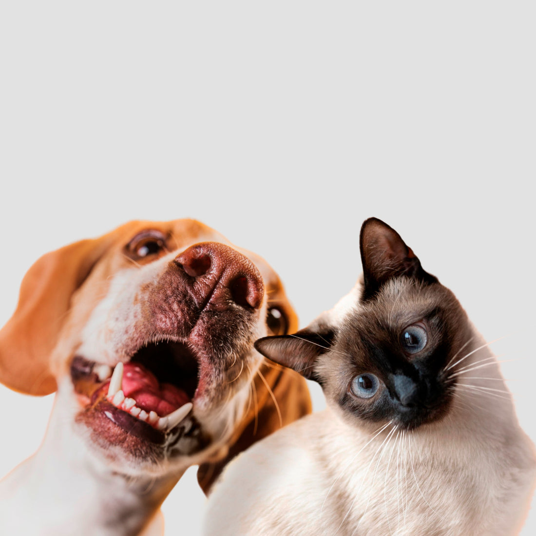 The Controversial Debate: Are Dogs Really Better Than Cats?