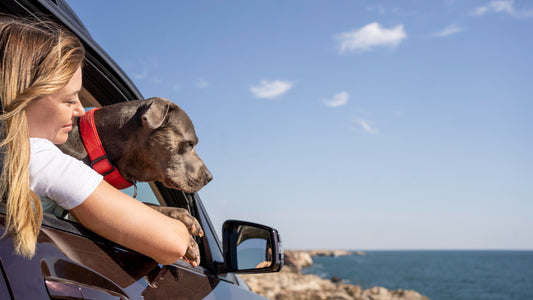 The Ultimate Guide to Traveling with Your Furry Friend - Tips and Tricks for a Stress-Free Journey!