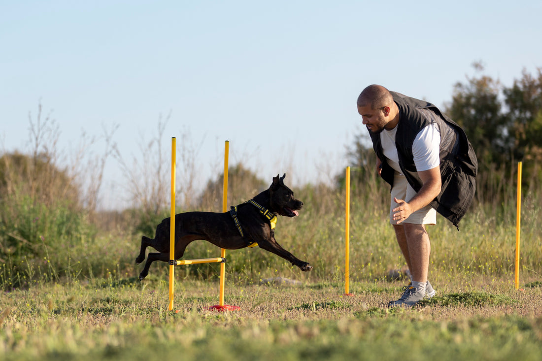 The Ultimate Guide to Raising a Perfectly Trained Dog