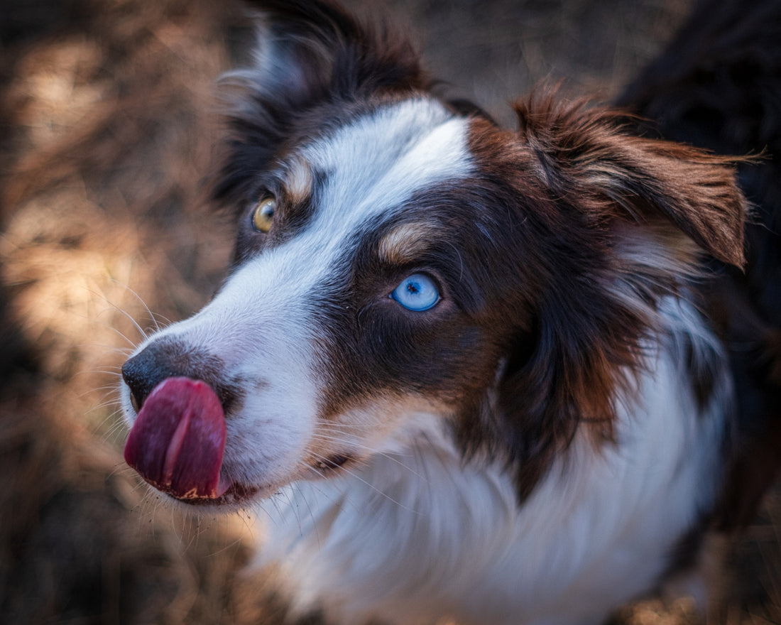 Unleashing the Power of Nosework: The Surprising Benefits of Scent Training for Dogs!