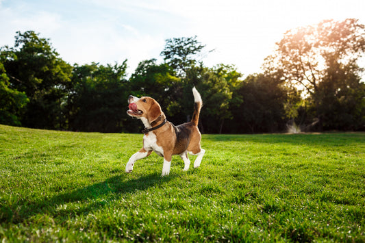 The Secret to a Happy Dog - Tips from Experts on Building a Strong Bond!