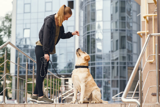 Unleash Your Dog's Hidden Potential with These Training Tips