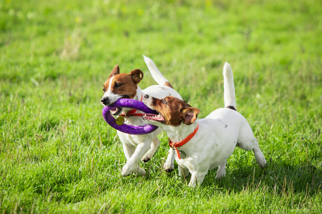 Top 10 Dog Walking Tips for a Safe and Enjoyable Experience