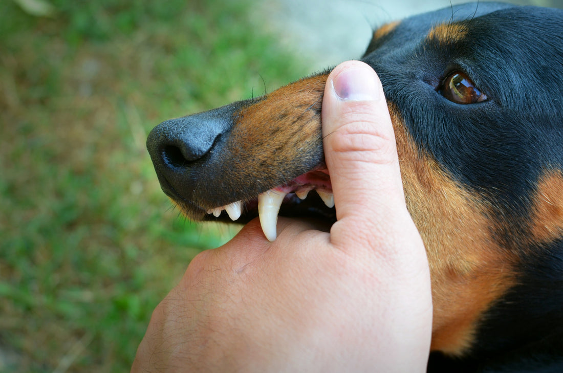 The Truth About Dog Aggression - What Every Owner Needs to Know!